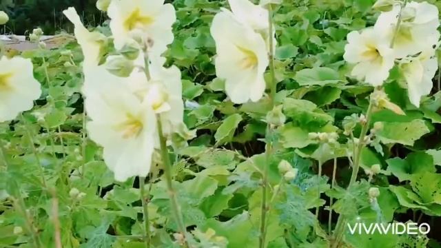 «И цветы ? , и шмели?, и трава ?, и колосья...» Иван Бунин смотреть онлайн