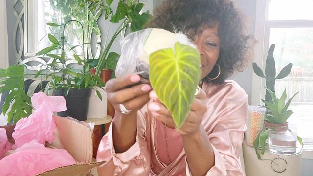 Wishlist Houseplant Unboxing #chattyunboxing #coldweatherplants смотреть онлайн