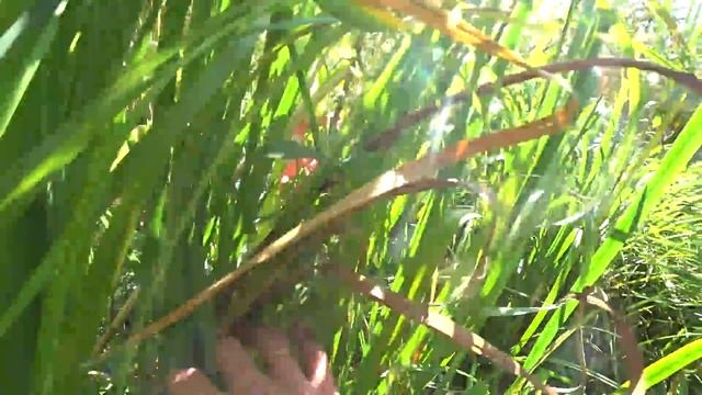 ВОТ ЭТО ЭКСПЕРИМЕНТ! АКВАРИУМНЫЕ РАСТЕНИЯ В ДИКОЙ ПРИРОДЕ!!!