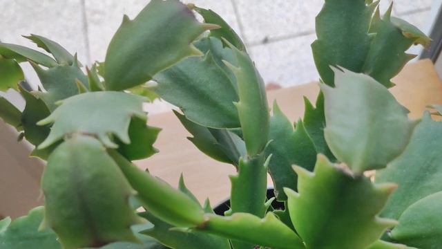 Заставим цвести декабрист к Новому Году!