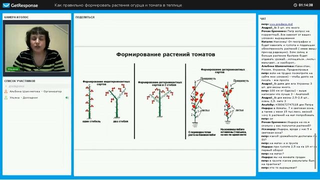 Описание томата Раиса