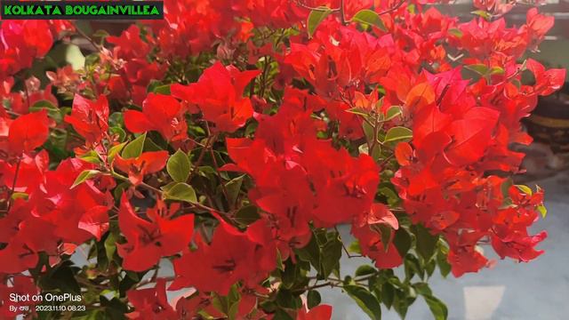 Chili 🌶️ Red ♥️ Beautiful Nature Of Bougainvillea ♥️ #@@ss 💐💐