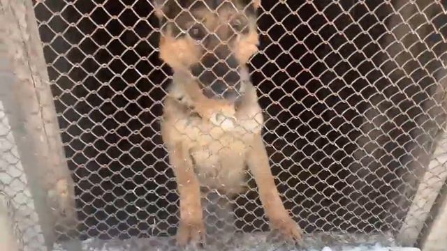 Видео из приюта 1 смотреть онлайн