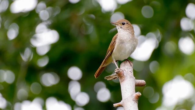 Красивое пение соловья | Пение птиц | Песня соловья| Музыка для сна | Релакс смотреть онлайн