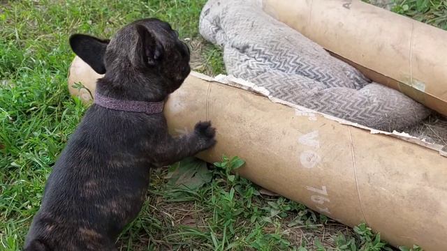 наши маленькие французские бульдоги смотреть онлайн