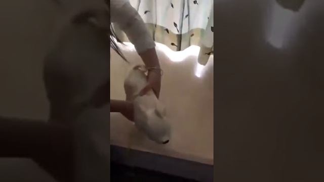 2 вида стилей кожаный манекен для собак, черный/белый, 1 шт., модель, стоячая позиция, модели смотреть онлайн