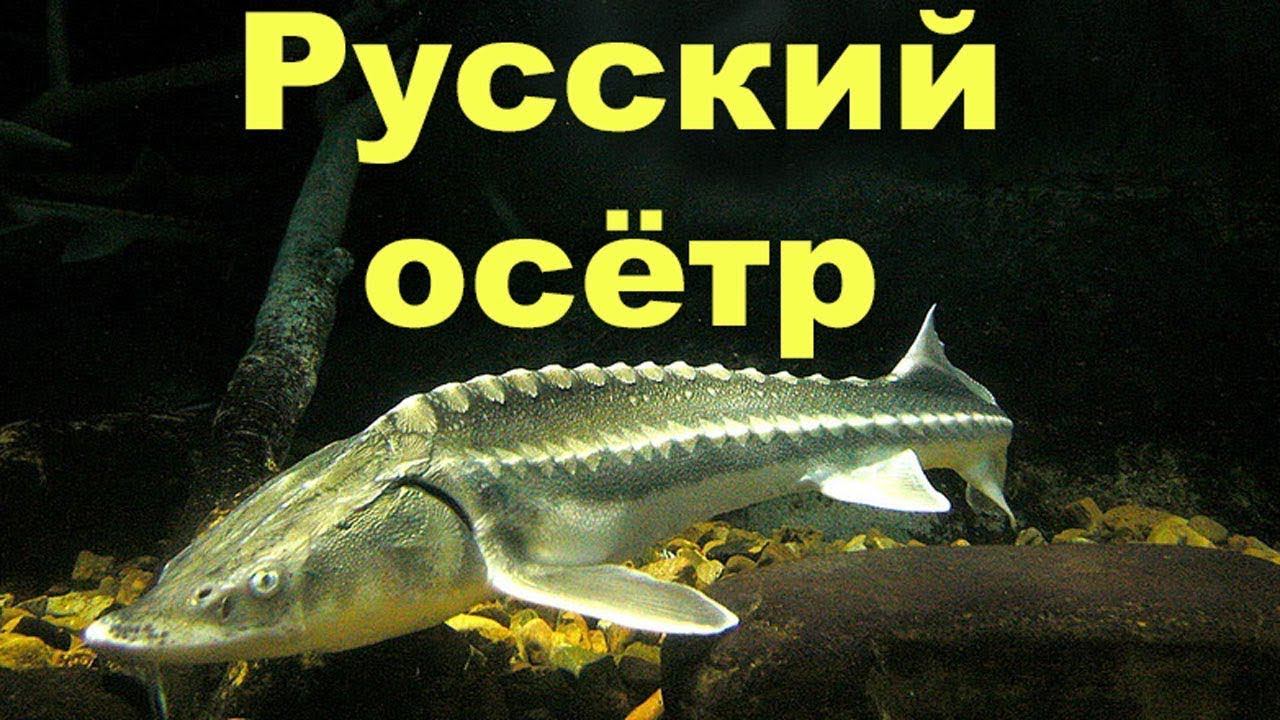Русская рыбалка 4 Осётр Русский Ахтуба смотреть онлайн