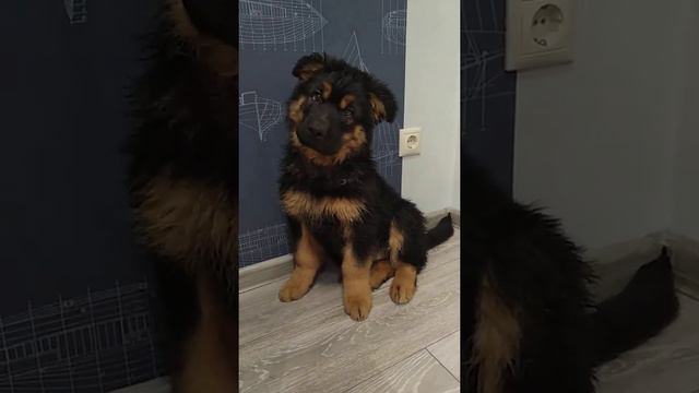 Щенок метис Кавказской овчарки смотреть онлайн