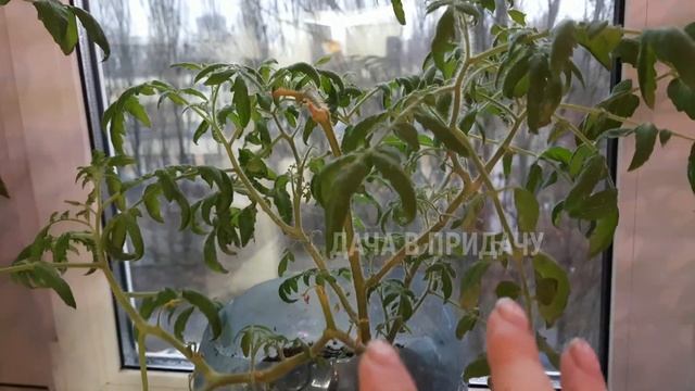 Декабрьский обзор моего огорода на окне.