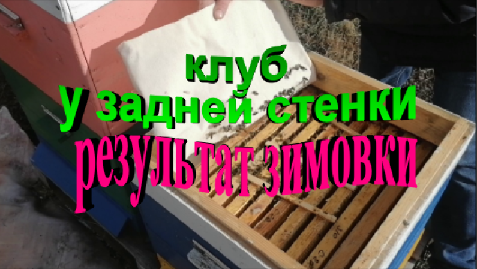 Состояние пчелосемей на 13 марта. Клуб у задней стенки результат зимовки. смотреть онлайн