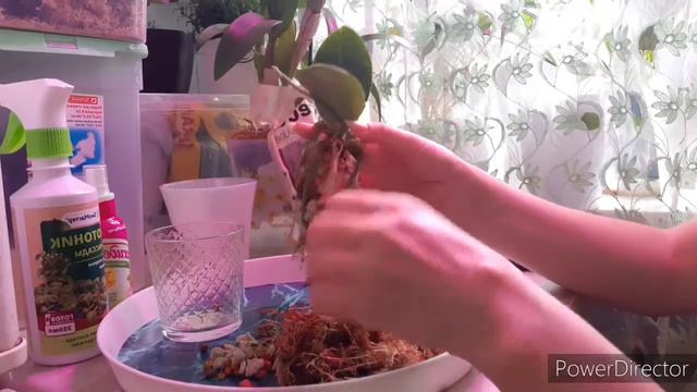 Посадка,перевалка, пересадка. Фаленопсис,Дендрофаленопсис смотреть онлайн