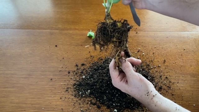 How To - Starting A New Bonsai - Ficus Benghalensis (February 2022)