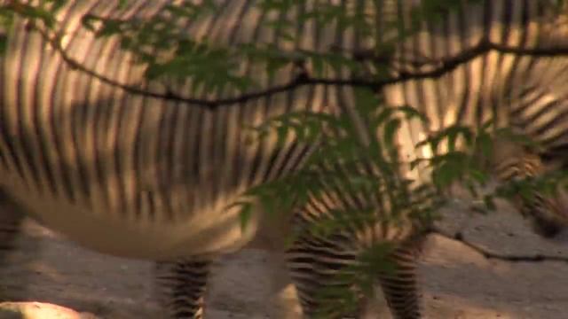 Baby Grevy's Zebra - Cincinnati Zoo смотреть онлайн