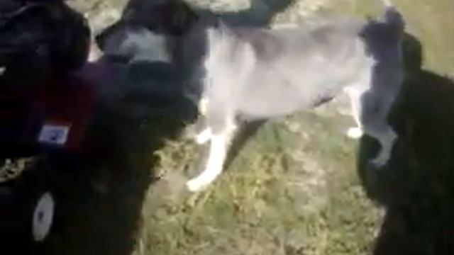 Dog attacks rotor tiller смотреть онлайн