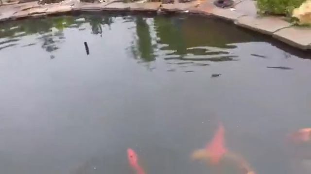 Карп кои и караси в пруду на даче смотреть онлайн