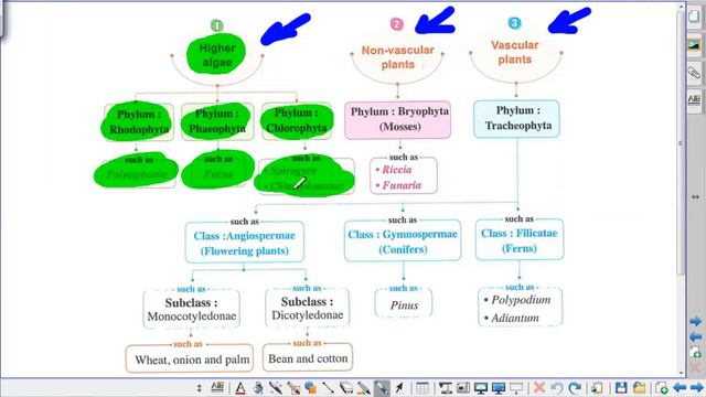 14 Fungi And Higher Algae