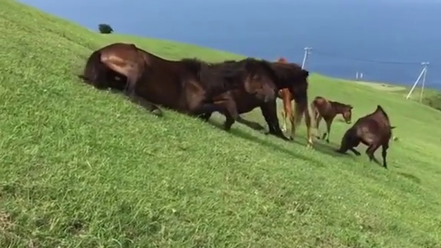 Лошади на горке смотреть онлайн