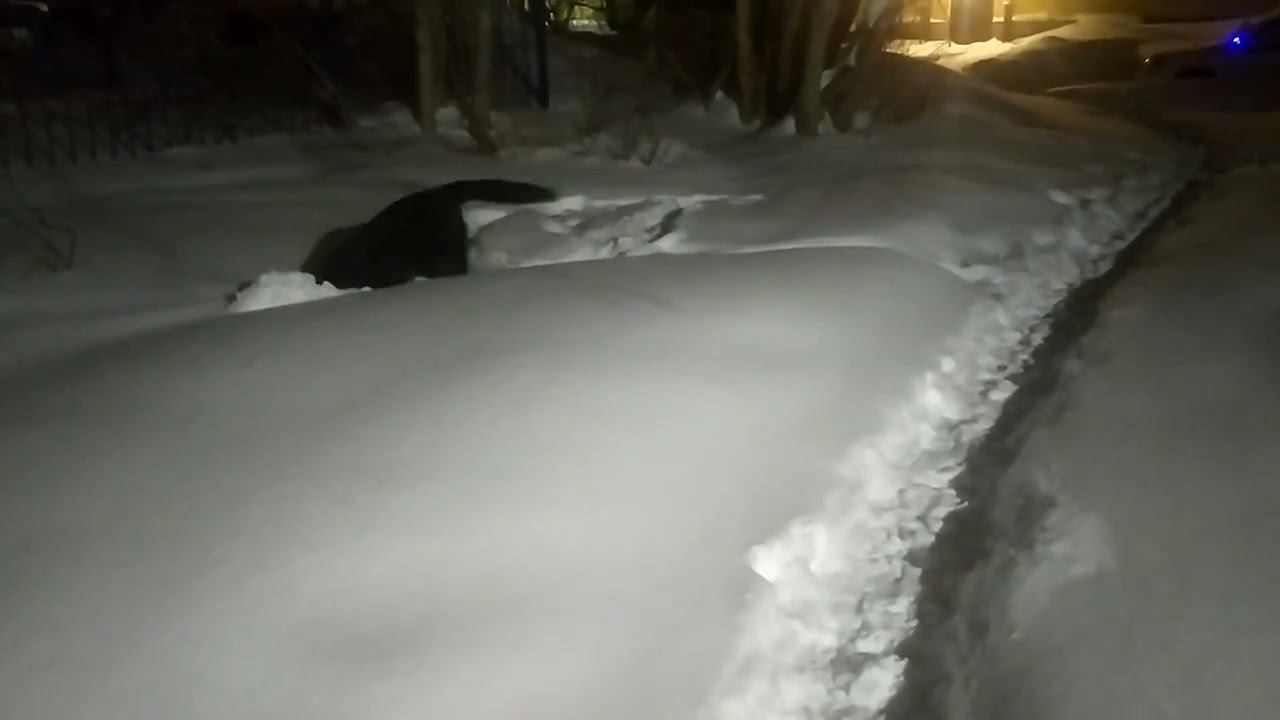 ВЕО черная Восточно Европейская Овчарка 8 смотреть онлайн