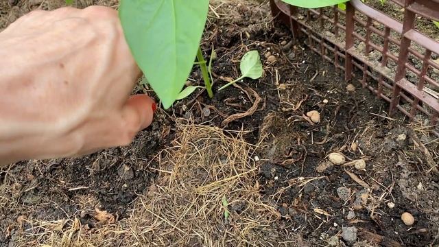 ВЫСАДКА ПЕРЦА: при какой температуре, надо ли заглублять, что положить в лунку смотреть онлайн