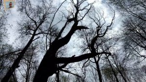 Майские дневники! Лето всё ближе! Измайловские тропы!.mp4