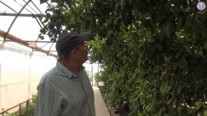 Лимон МЕЙЕРА - Выращивание лимонов в теплице. Бизнес в теплице