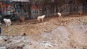 Волки воют в Унисон. Ижевский зоопарк.