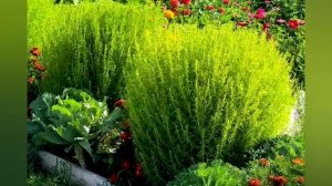 Кохия выращивание с весны до осени.