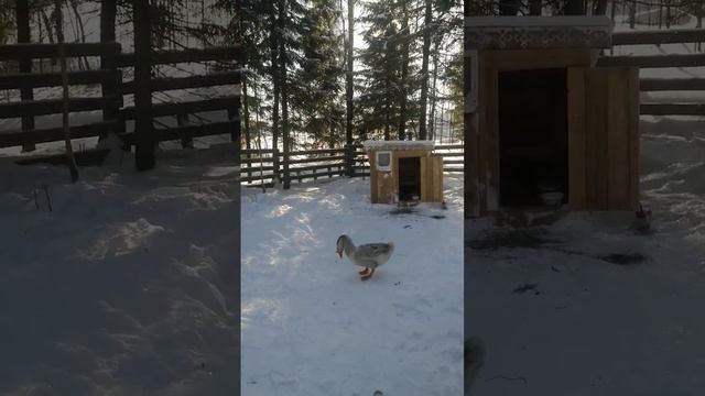 Гусь моется в снегу. Живёт в Коми. смотреть онлайн