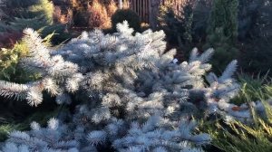 Ель колючая. Обзор сортов в нашем саду