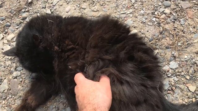 Разговорчивый щегол, голубь Гугля и соседский кот Мишка/Goldfinch, pigeon and neighbor cat смотреть онлайн