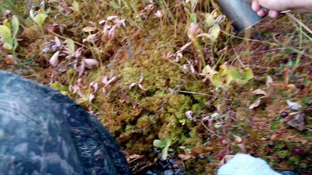 Сбор клюквы на болоте смотреть онлайн