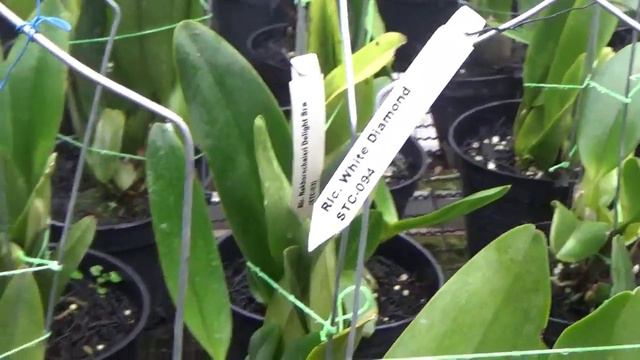 Anggrek Cattleya Rhyncholaeliocattleya White Diamond смотреть онлайн