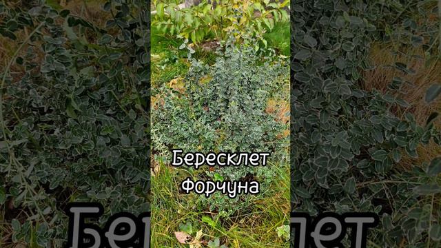 Больше идей в тг канале Дашкин домишко #сад #дача #ленивыйсад #неприхотливыецветы #саддляленивых смотреть онлайн