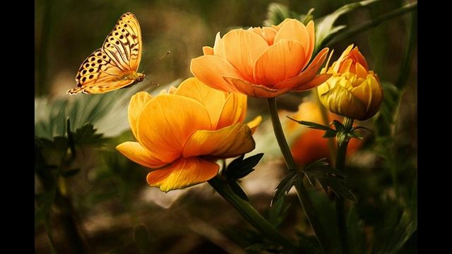 AFFIRMATION zur Aktivierung der Selbstliebe!#affirmation#selbstliebe#aktivierung#herzchakra смотреть онлайн