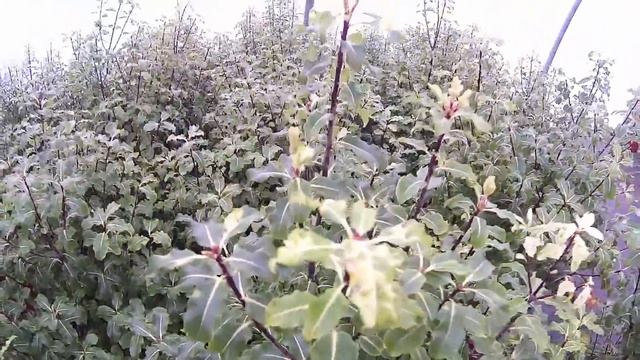 Big Plant Nursery - Pittosporum tenuifolium 'Golden King' смотреть онлайн