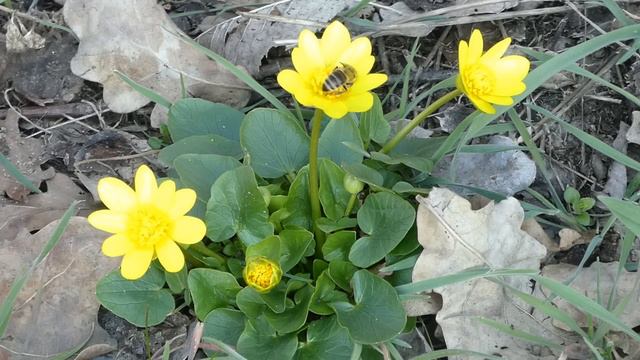 Lucien Shamballani music of pleasure and spiritual comfort. смотреть онлайн