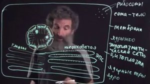 Цитология  Лекция 1  Строение клетки  Окштейн И Л