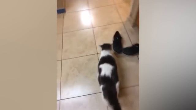 BEST CAT MEMES COMPILATION OF 2020 - 2021 PART 48(FUNNY CATS) смотреть онлайн