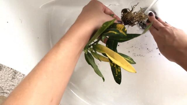 Przesadzamy krotona do hydroponiki | Jak przenieść roślinę do hydro | Kroton Pstry w semihydroponic смотреть онлайн