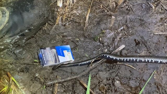 Будте внимательны! В Задонском районе много гадюк. смотреть онлайн