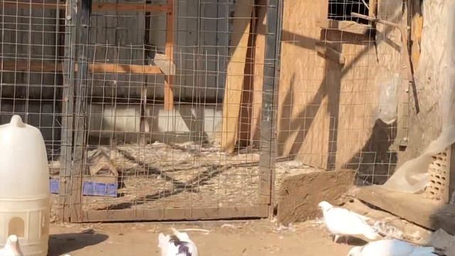 Пермские ижевские Голуби 28-08-22 смотреть онлайн