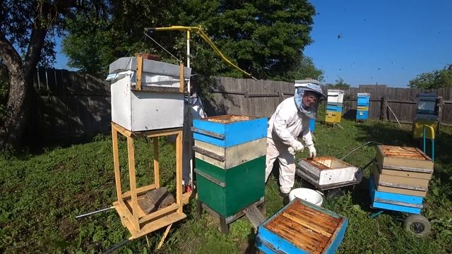 Отбор мёда необычным способом перед гл. взятком смотреть онлайн