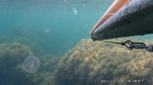 Подводная охота, Черное море Крым, Лаврак Dicentrarchus labrax arsi@охота "Морские волки"