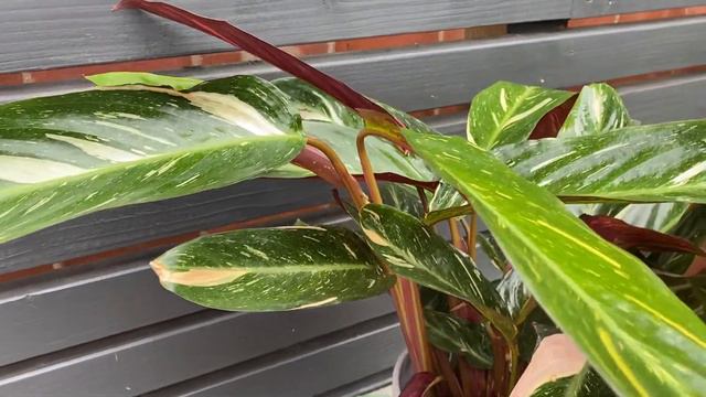 55cm Stromanthe Magic Star | House Plant | 17cm Pot | 55cm Height смотреть онлайн