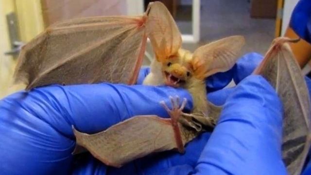 В дом залетела летучая мышь Приметы Летучая мышь залетела в квартиру смотреть онлайн