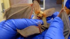 В дом залетела летучая мышь  Приметы Летучая мышь залетела в квартиру