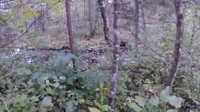 Лесорубы валят, мы копаем. Поиск старины на хуторах. Часть 1. смотреть онлайн