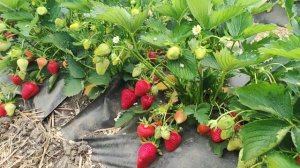 Начало плодоношения клубники Джоли (средний срок созревания). 20.05.2022.