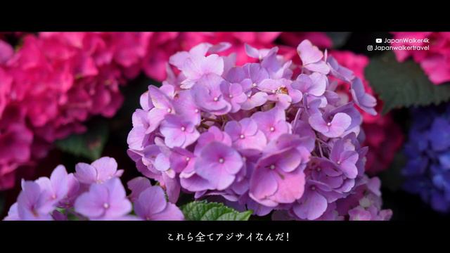 【JAPAN 4K】アジサイと登廊めぐり / 長谷寺(奈良) / 女ひとり旅指南 / 歴史ある建物と色彩に圧巻です！ / 奈良観光スポット/ アクセス方法 смотреть онлайн