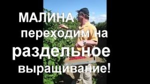 33. МАЛИНА - раздельное выращивание и рекордные урожаи!